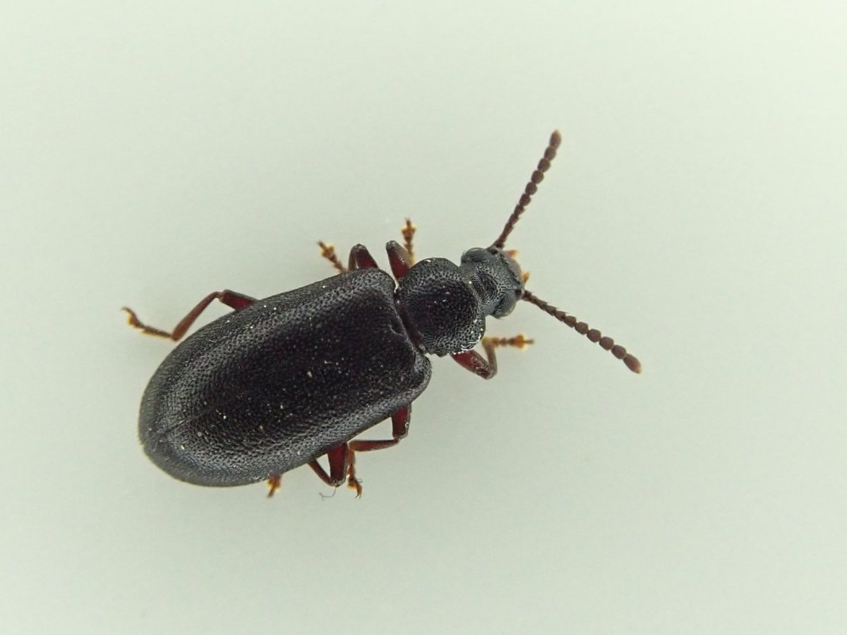 ヒゲブトハムシダマシ Luprops orientalis (Motschulsky, 1868) 2026