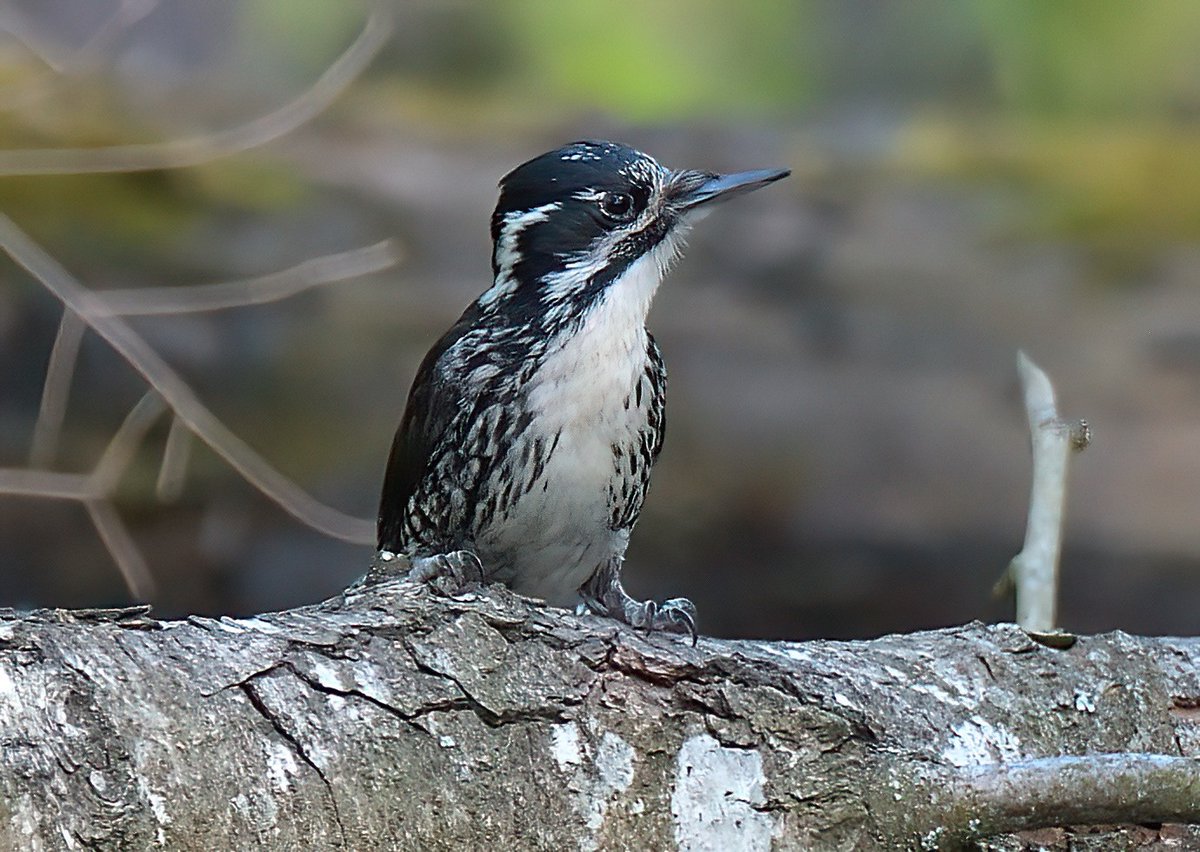 denmor77's tweet photo. The stuff that dreams are made off. Finally got myself Three-toed Woodpecker after a week of searching in the Bialoweiza Forest, Poland 🇵🇱🍻 https://t.co/KWNqH5FuSI