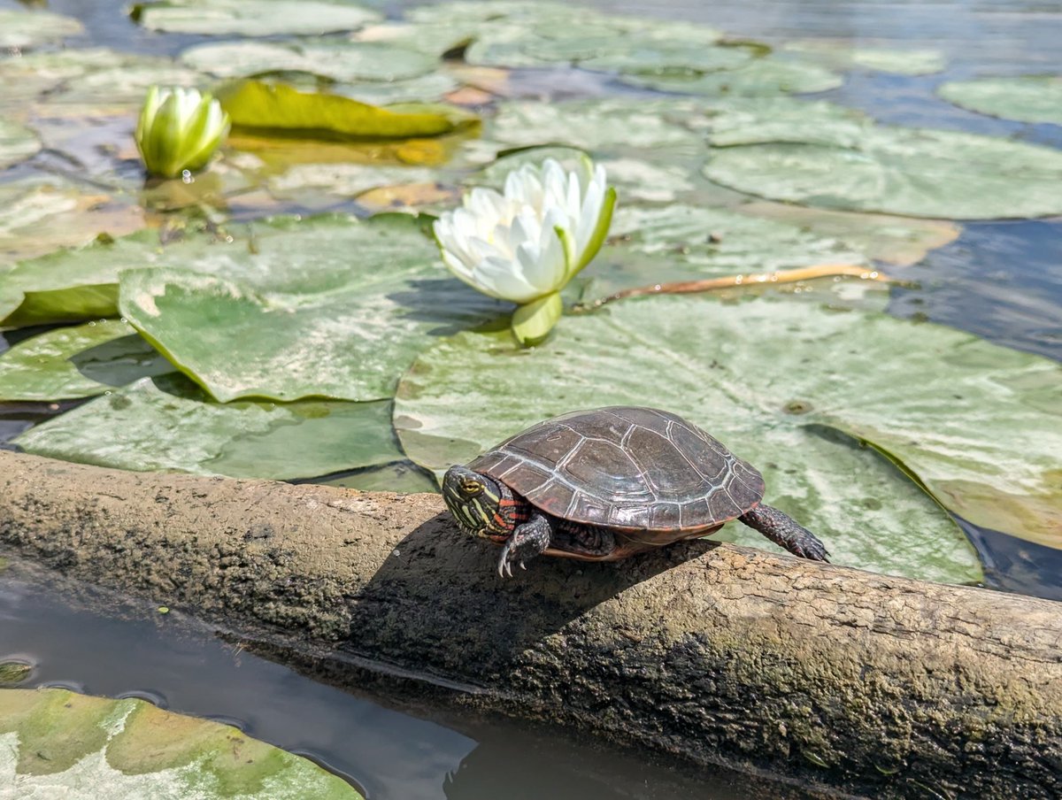 Ontario Parks tweet media