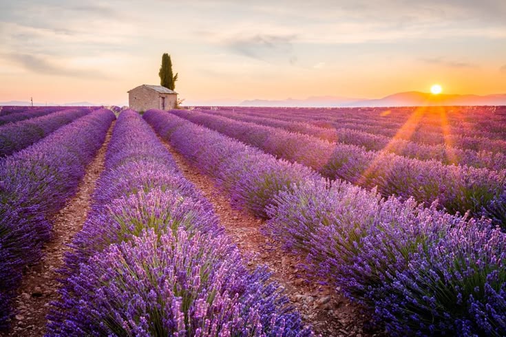 France Safety Travel tweet media