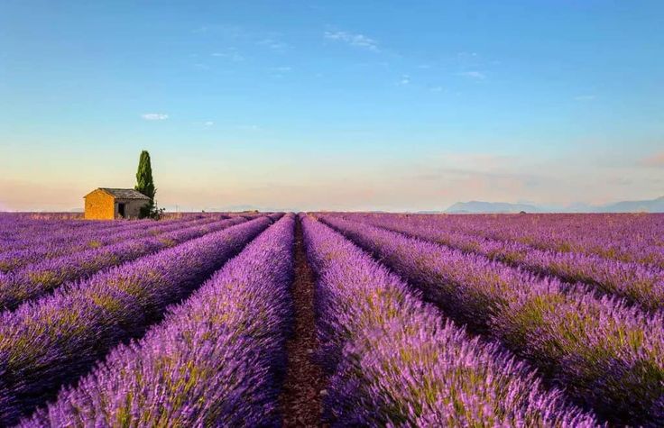 France Safety Travel tweet media