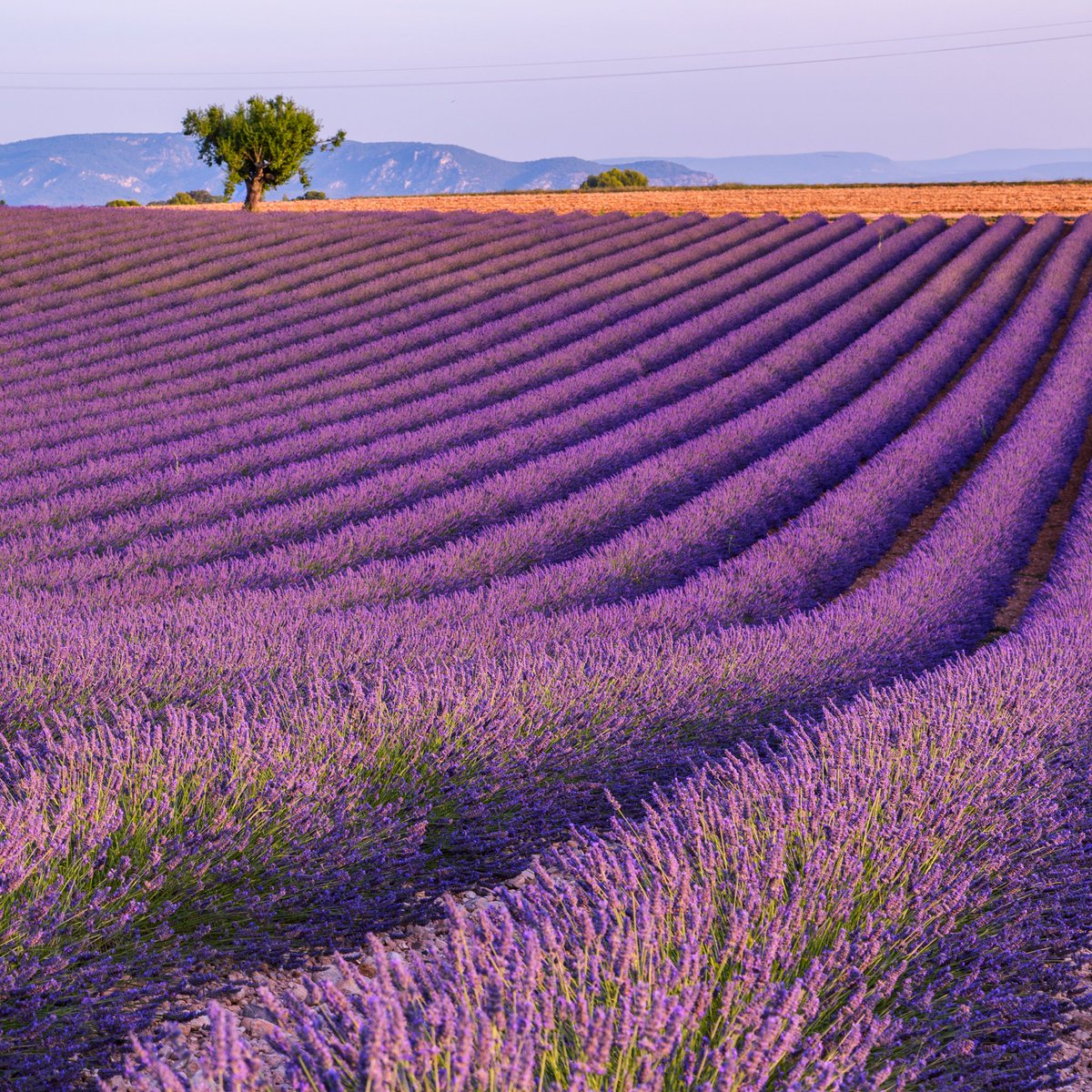 France Safety Travel tweet media