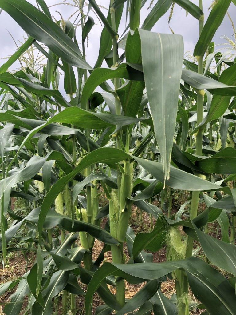 MOSH_SALAM's tweet photo. Day 52…..

They are carrying 2 cobs each. Absolute beauty. See you on harvest day https://t.co/NJ4GsiTL0Y