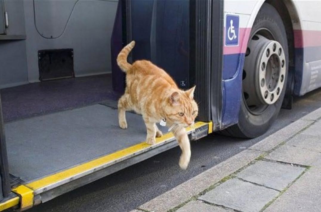 We don't deserve cats 😺 tweet media