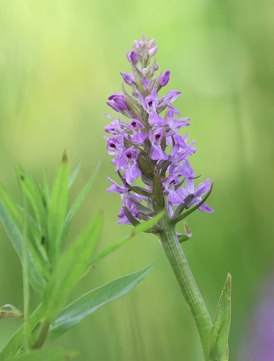 FrankRGardner's tweet photo. Common Spotted Orchid, growing wild in London today https://t.co/xm38qgxLqw