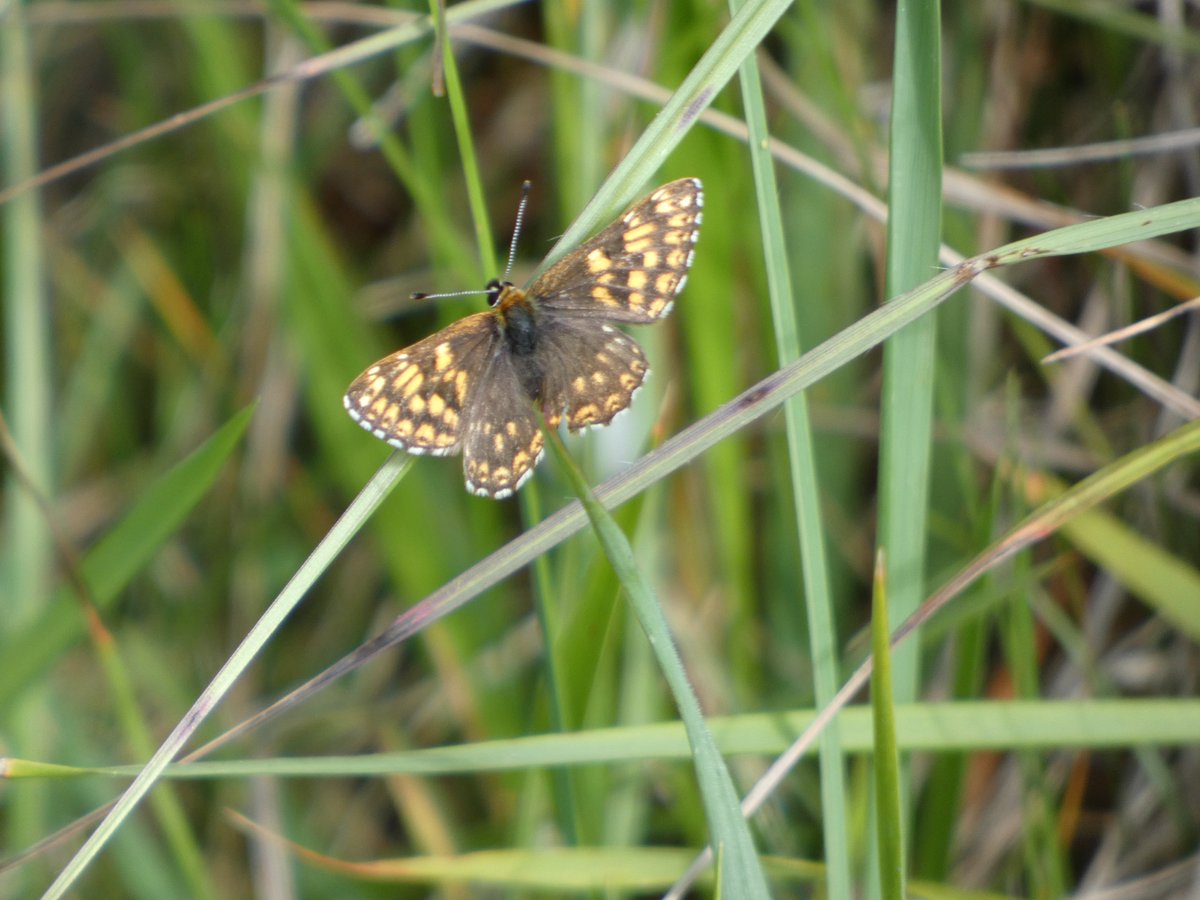 JamesTimms5's tweet photo. Managed to see all the species we were looking for as we made our way down Prestbury Hill, Marsh and Duke of Burgundy Fritillaries shown. 👍 Disappointingly we had to make our way back up to the car in the heat. 🥵☹️ @savebutterflies @uk_butterflies https://t.co/RhewFtxxgd