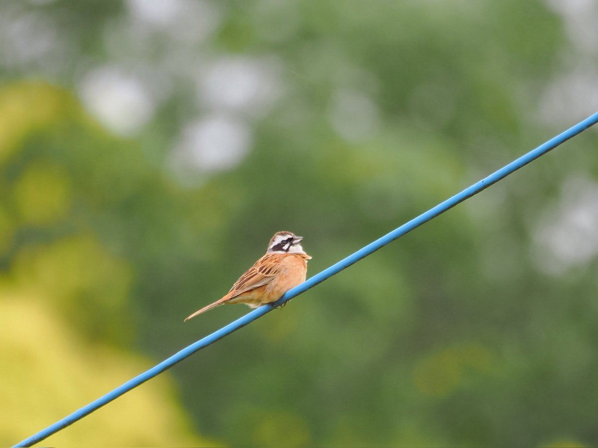 tostomo's tweet photo. 電線で囀る
#ホオジロ
#om1-markⅡ
#mzuiko100400mmf5063is
#om_photo
#om写真投稿
#om野鳥写真
#birders_gallery
#birds
#bird-gram
#birdphotography
#野鳥 
#ISO250
#0ev
#f6.3
#1/250S https://t.co/ghHI8drdwP