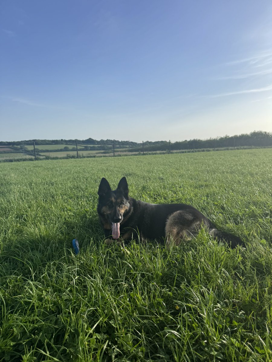 RPD Dixie tweet media