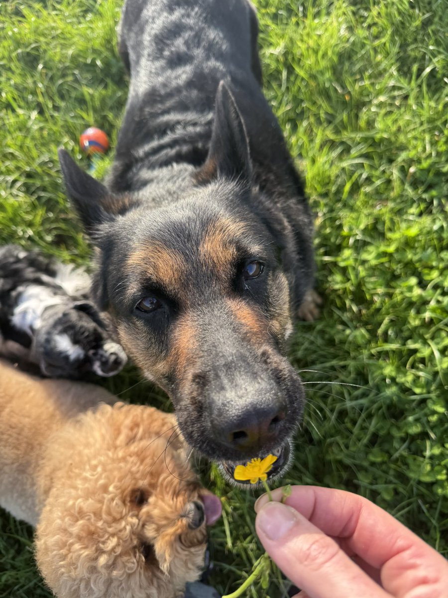 RPD Dixie tweet media