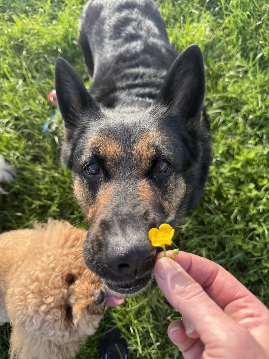 RPD Dixie tweet media