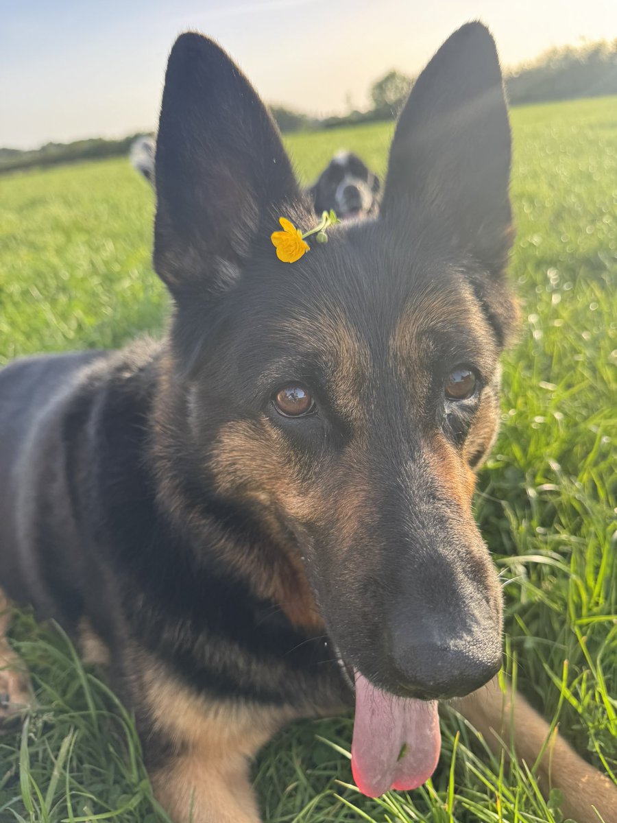 RPD Dixie tweet media