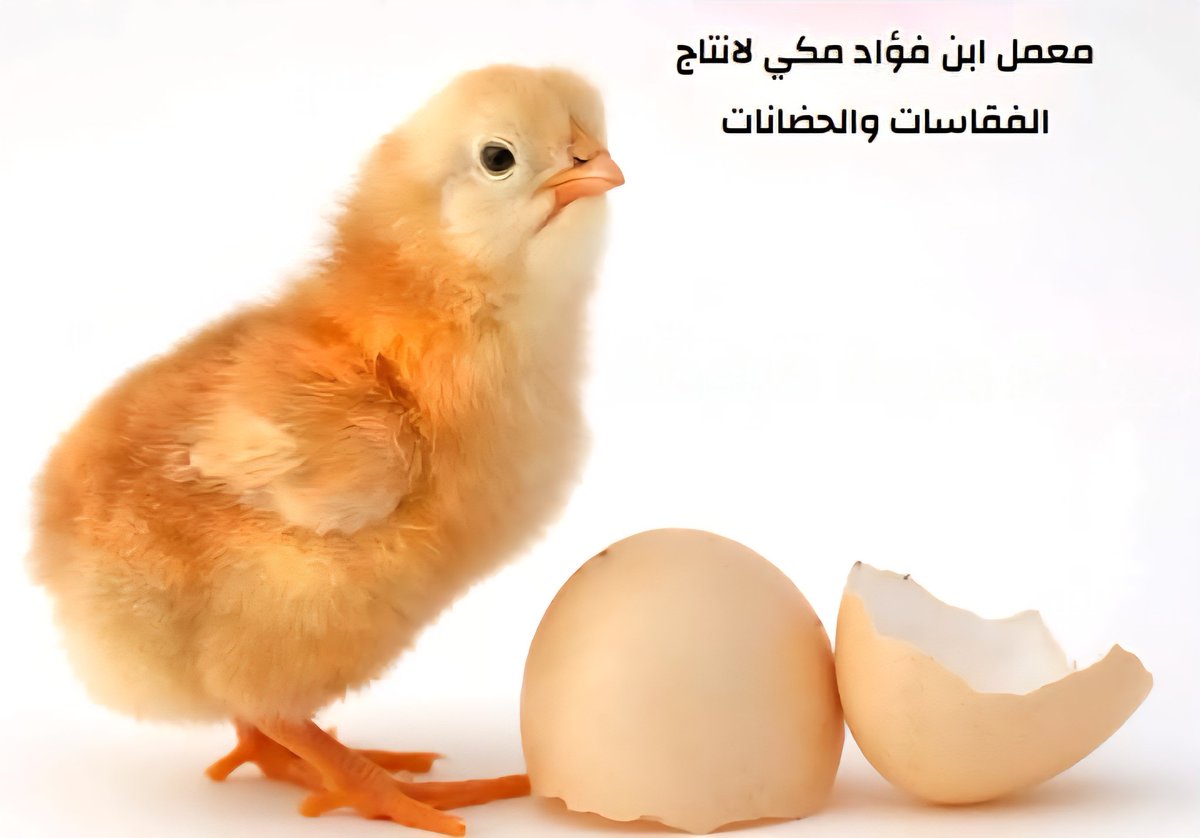 Yemenieconomy's tweet photo. صنع في اليمن 
فقاسات وحضانات لجميع أنواع الطيور، جودة عالية ونسبة نجاح ممتازة، أحجام تناسب المشاريع الصغيرة والهواة، تتوفر استشارات مجانية + صيانة وقطع غيار

معمل ابن فؤاد مكي 
الجمهورية اليمنية - صنعاء - شارع الجزائر امام المركز الليبي
خدمة العملاء: 733566773 - 771076478

#معا_لدعم_المنتج_الوطني
