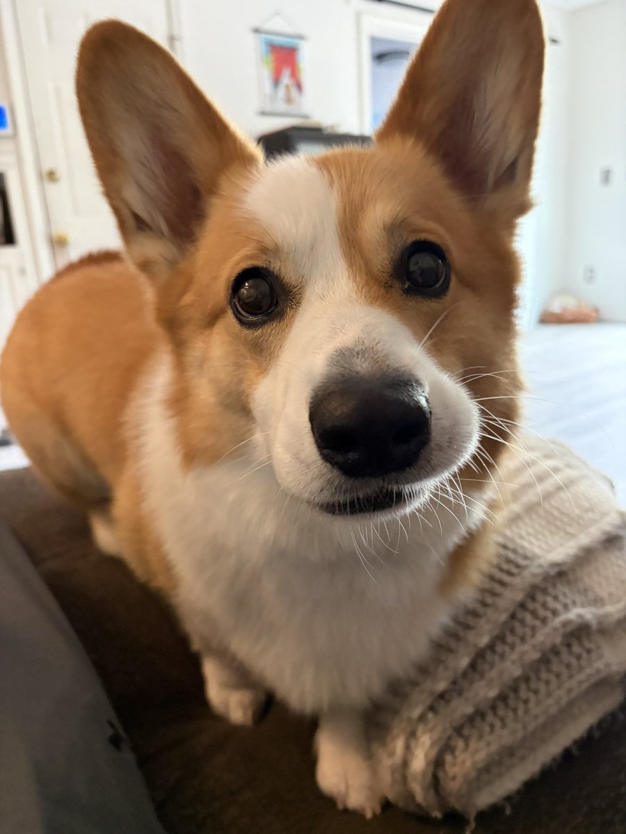 Isadore the Corgi tweet media