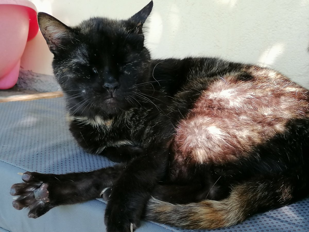 VirginiaHelpCat's tweet photo. Relax πΊ πΎπ
πβ€οΈ
https://t.co/U3oYyiqnOM
#cat #catlove #lovely #cute #saturday #savecat #catrescue #strayscats #gofundme #support #helpanimal #donation #relax #fundraisingcampaign https://t.co/UsuXFg5YSm