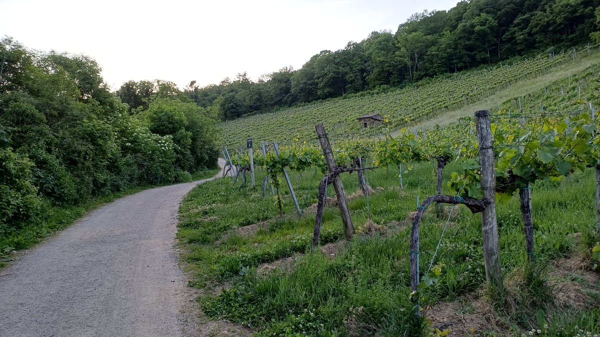 DonProletarus's tweet photo. A scheeene Natur...

Nur der Lärm der g'schissenen Gfraster die Heut unterwegs sind stört...lautes gequargel und a laute Musik...

Olles Orschlächer...

#Neustift https://t.co/6edu2auHim