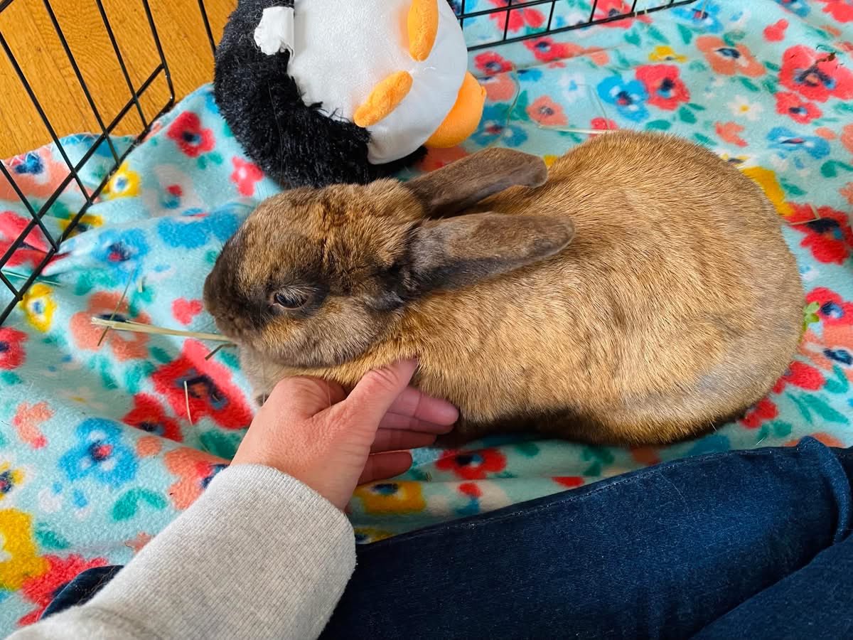 House Rabbit Society tweet media