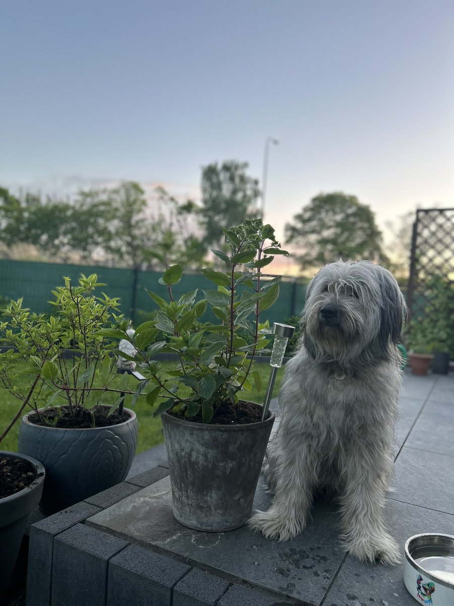 Alicja80717757's tweet photo. @sikorskiradek @MeggiBe #UniaToMy nie ruszam się bez członka rodziny….🦮🐶 https://t.co/mb9qFeXBF7