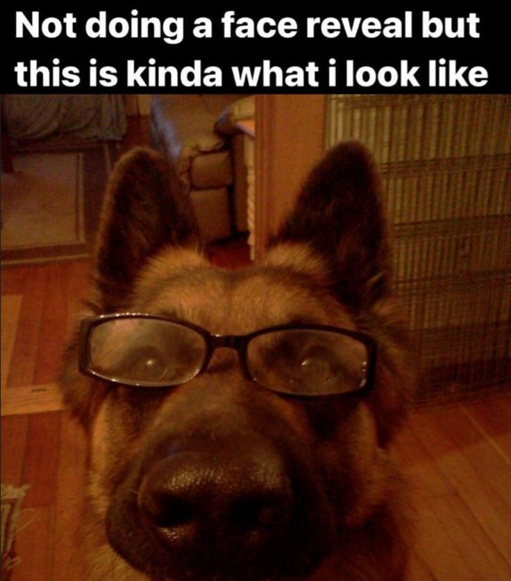 PupGirlBlair ^w^ 🏳️⚧️ tweet media