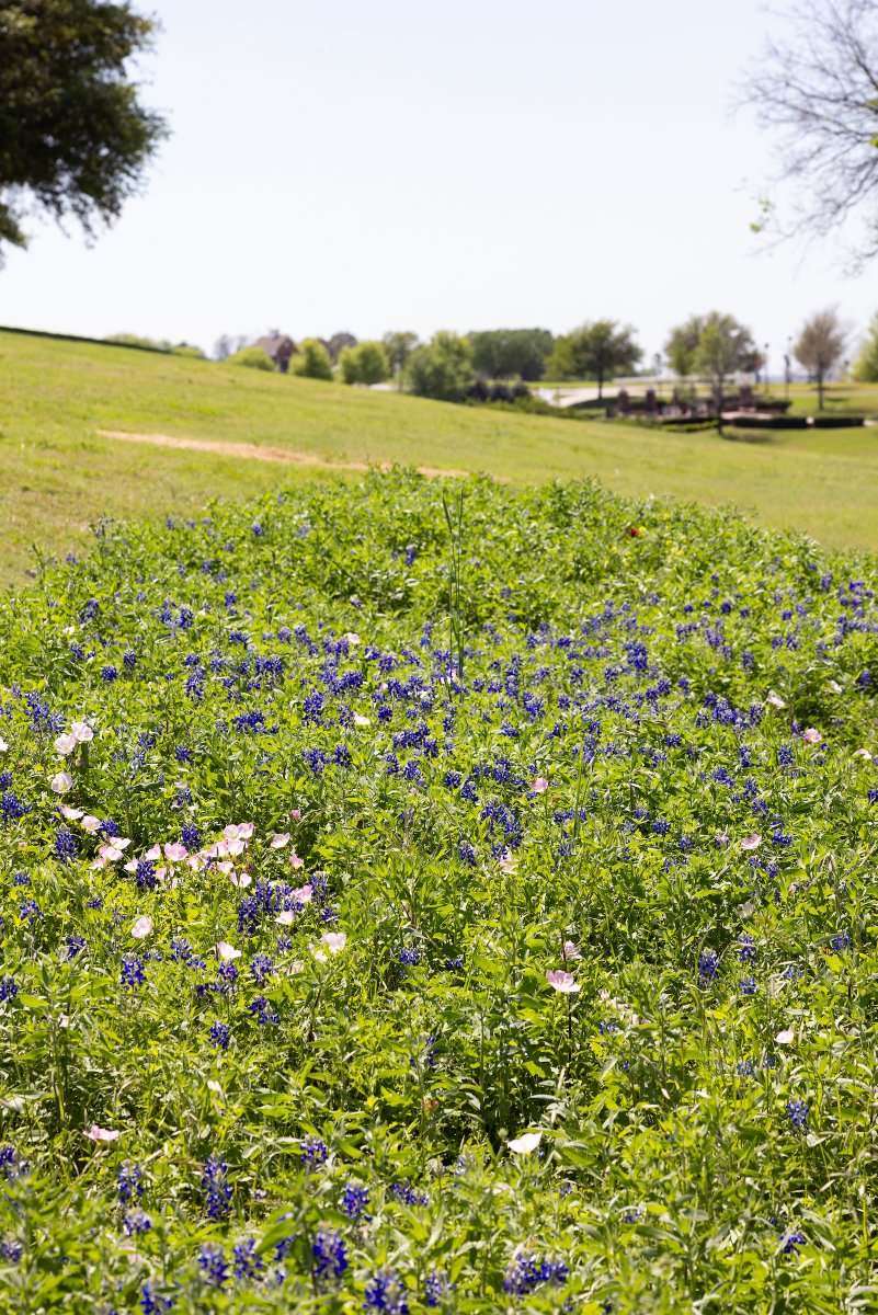DBUPatriots's tweet photo. Take a look at our brand new Texas Wildflower Garden! A little piece of beauty in bloom right here on campus! https://t.co/kfRaggnb23