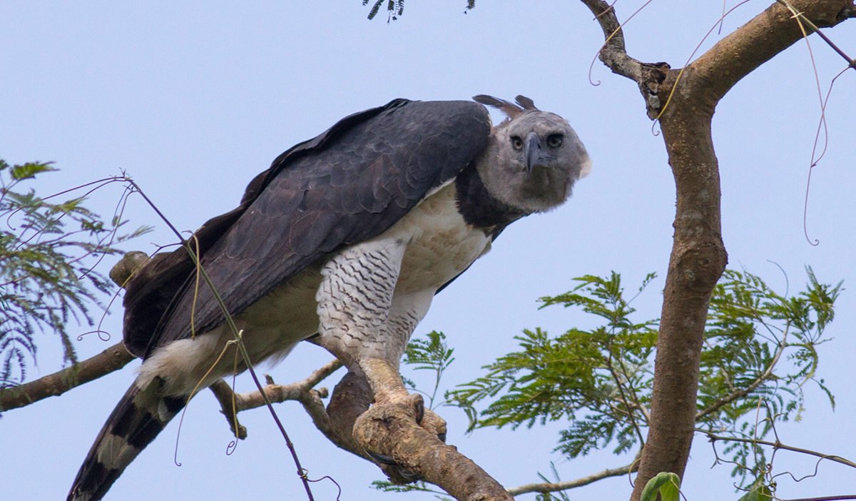 _Archesuchus_'s tweet photo. @evrenseImerak This isn't a Harpy eagle, no eagle resembles this AI prompt. Here's what a Harpy eagle actually looks like. https://t.co/1yFa8HtTvz
