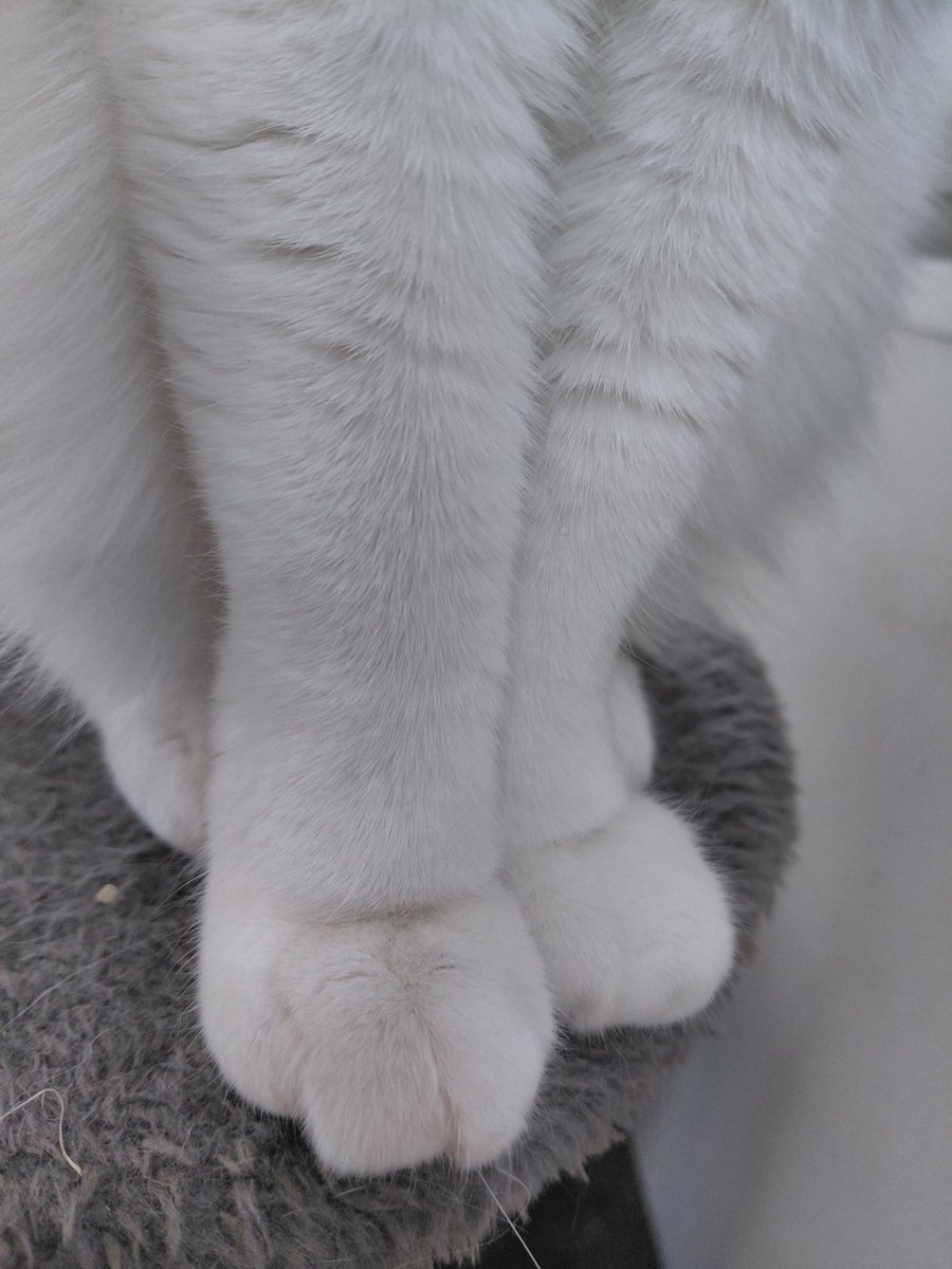 HoliChili's tweet photo. The peets snd thr peets haver #lichi https://t.co/goK8oYJ5aU