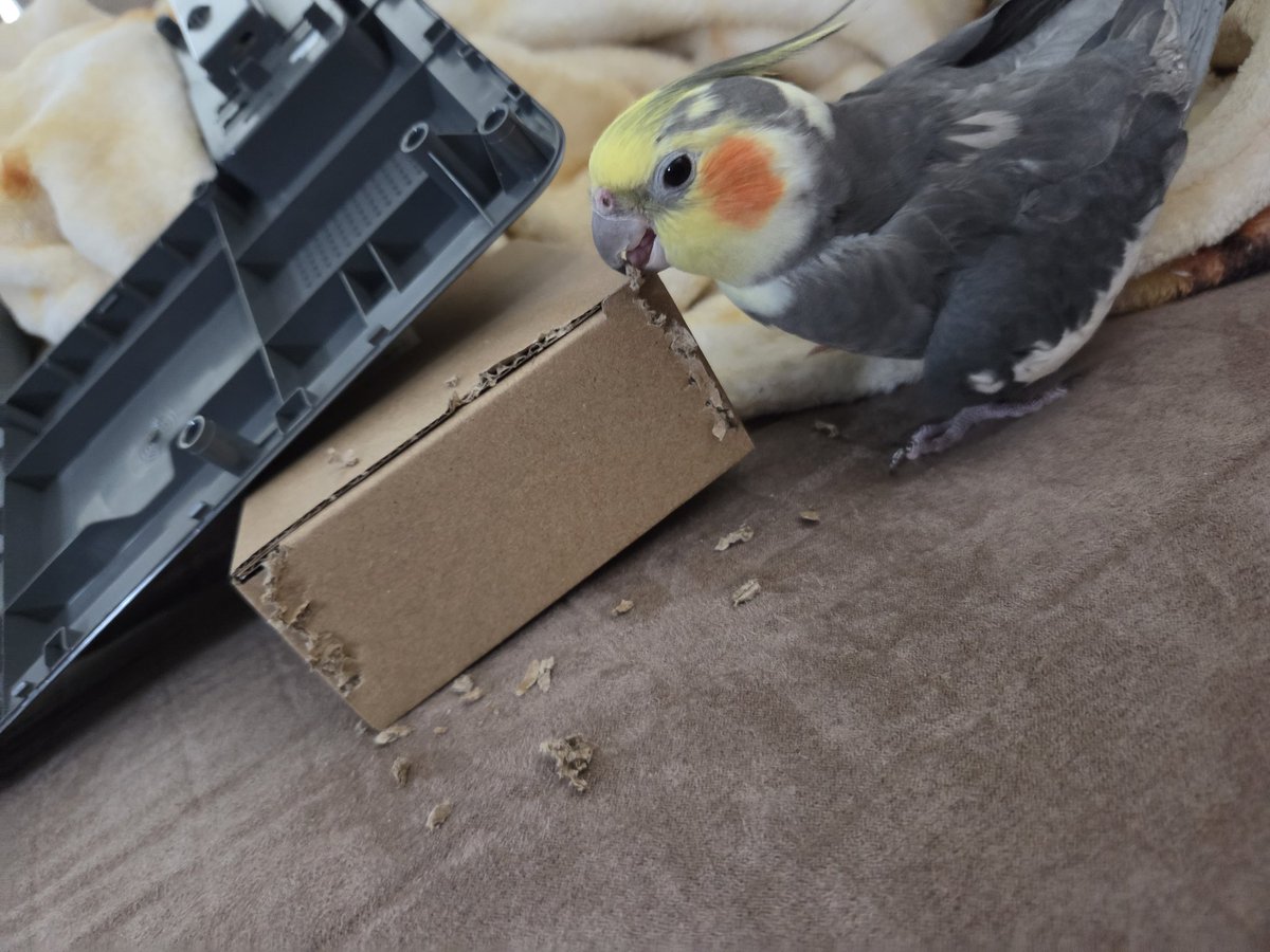 PepperNPals's tweet photo. Trying to fix the 3d printer but my assistant is not very helpful.

Note that birds are nowhere near the printers when they are operating. https://t.co/Ejh6R8ppcO