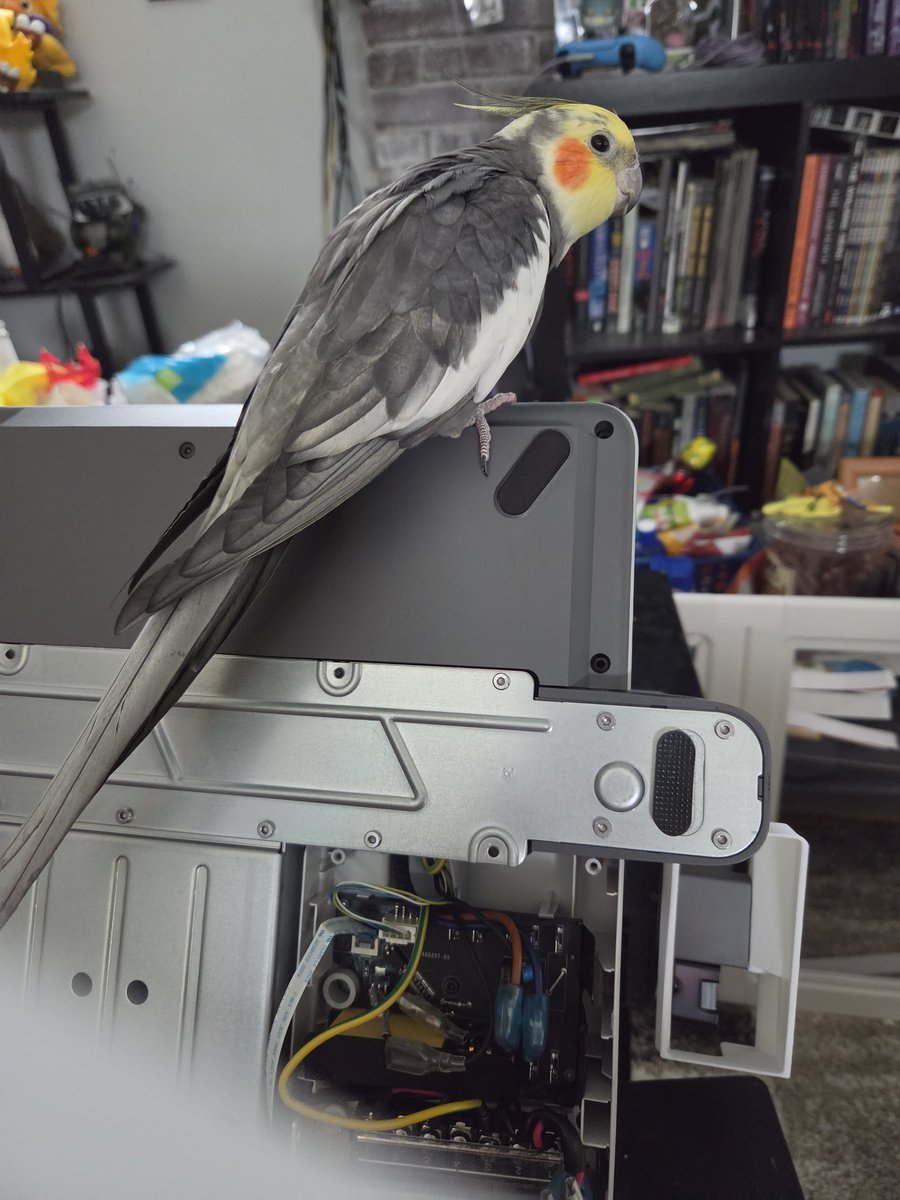 PepperNPals's tweet photo. Trying to fix the 3d printer but my assistant is not very helpful.

Note that birds are nowhere near the printers when they are operating. https://t.co/Ejh6R8ppcO