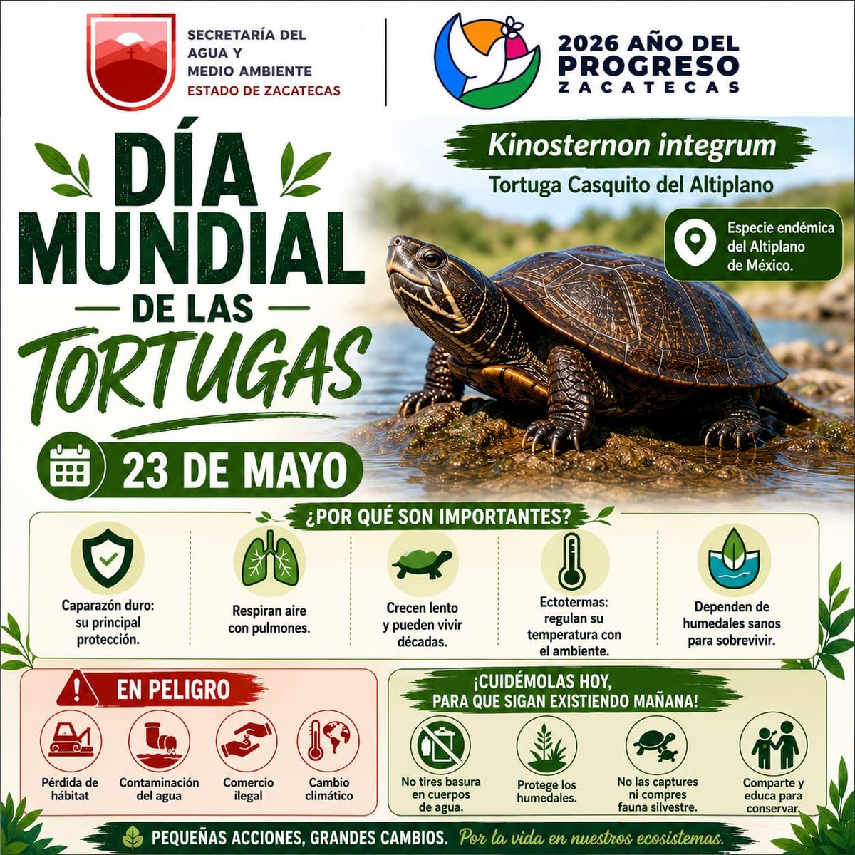 SAMA_Zac's tweet photo. Este #DíaMundialDeLasTortugas hagamos conciencia sobre el papel importante que realiza para mantener el equilibrio ecológico en el planeta, principalmente limpiando los océanos y conservando la cadena alimenticia. https://t.co/CN1kMu9kbb