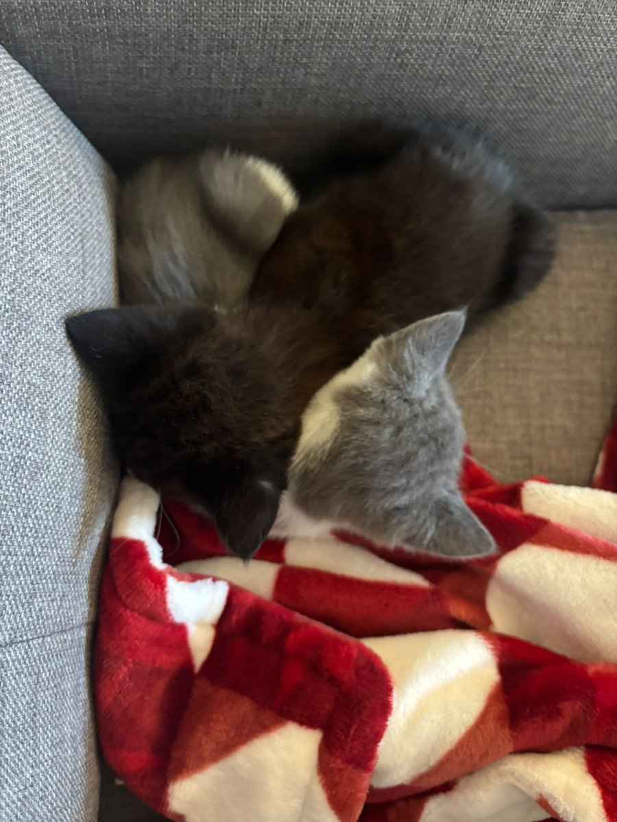 R08BO's tweet photo. New legends just dropped

🐈‍⬛ https://t.co/cr5kZ1f9Dk