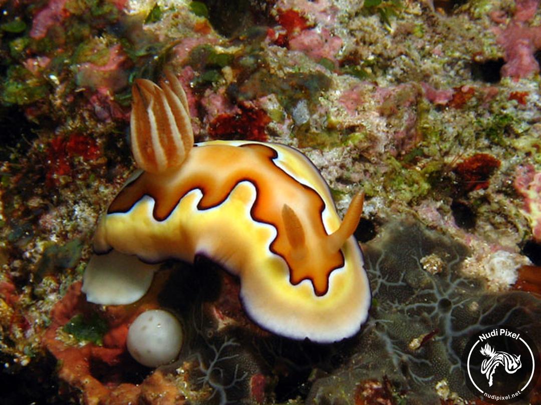 NudiPixel's tweet photo. 📖 Species Spotlight: Goniobranchus coi

Goniobranchus coi is one of those nudibranchs that stops you cold underwater. You are hovering along the reef, scanning the bottom, and then suddenly — there it

#nudibranch #nudipixel

https://t.co/ZTp2TuT4MP https://t.co/gruQG1e5Fv