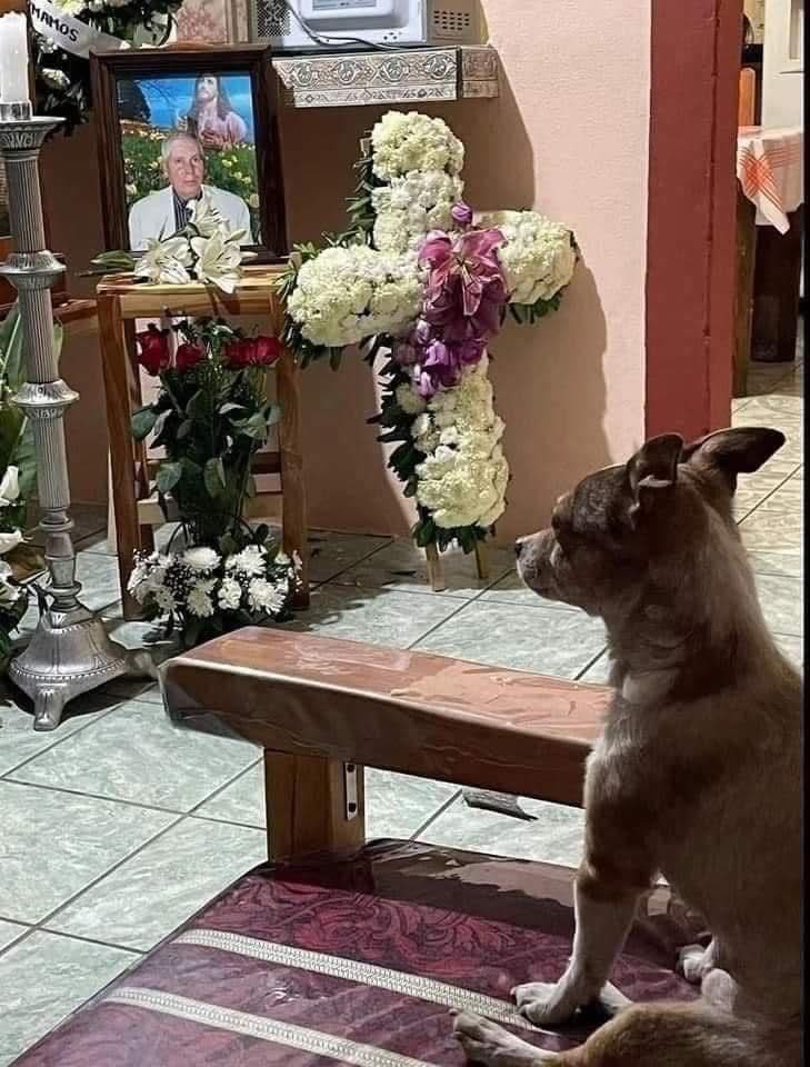 Dilo con perritos tweet media
