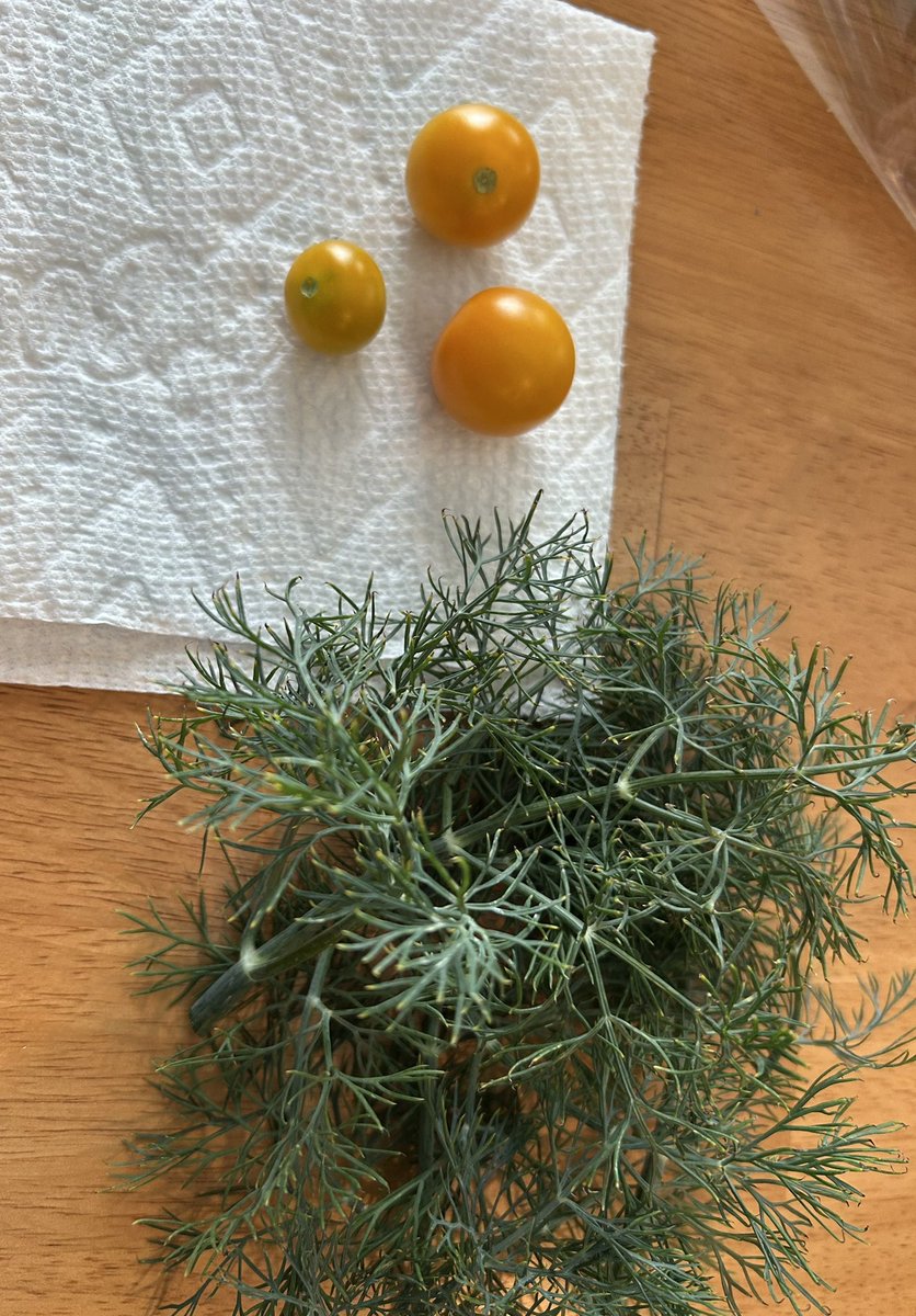 Spydurwebb's tweet photo. Harvesting golden cherry tomatoes and fresh dill! The best is yet to come as the cucumbers and peppers keep on growing. https://t.co/04WdW6X8CB