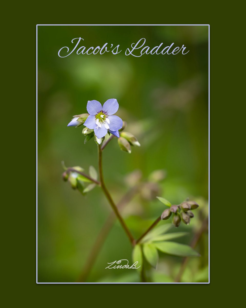 LSBofEBB's tweet photo. Gloomy day today with high chance of rain tomorrow...not ideal Memorial Day Weekend weather 😏. Image previously taken in #massachusetts
#flower #gardern #taketime #photographer #thesmallthings https://t.co/rgJbUsxDAp