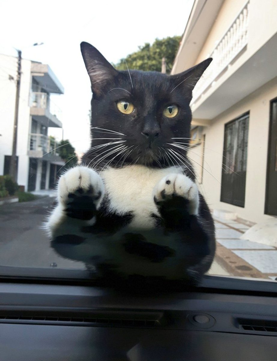 ncjimenezgil's tweet photo. Se entraba por el techo a robarle comida a mis gatas, luego cogió confianza y se autoinvitaba a desayunar. Él tenía claro que esta sería su casa, me acompañó 5 años, incluyendo los meses más crueles de la pandemia... Tenía leucemia. Se me fue en agosto del 2020, aún lo extraño. https://t.co/uDE84n3M9s