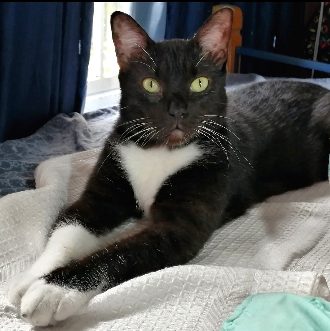 ncjimenezgil's tweet photo. Se entraba por el techo a robarle comida a mis gatas, luego cogió confianza y se autoinvitaba a desayunar. Él tenía claro que esta sería su casa, me acompañó 5 años, incluyendo los meses más crueles de la pandemia... Tenía leucemia. Se me fue en agosto del 2020, aún lo extraño. https://t.co/uDE84n3M9s