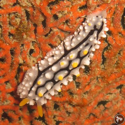 NudiPixel's tweet photo. Species identification updated!

🐌 Phyllidia sp. (previously: Phyllidia alyta)
📍 Koh Phi Phi, Thailand
📸 Jirawat Chatcharkorn

#nudibranch #nudipixel #underwaterphotography #marinelife

https://t.co/62PtvlTNaE https://t.co/NZF5cYObZR