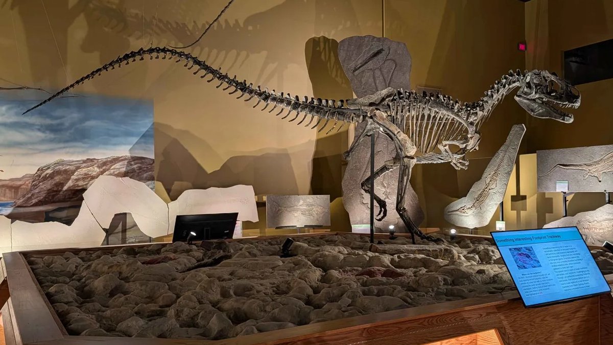 Tessasaurus_rex's tweet photo. Happy late #fossilfriday. Meet Sheryll! a beautiful allosaurus discovered by the Wyoming Dinosaur Center. https://t.co/7msOaWdieN