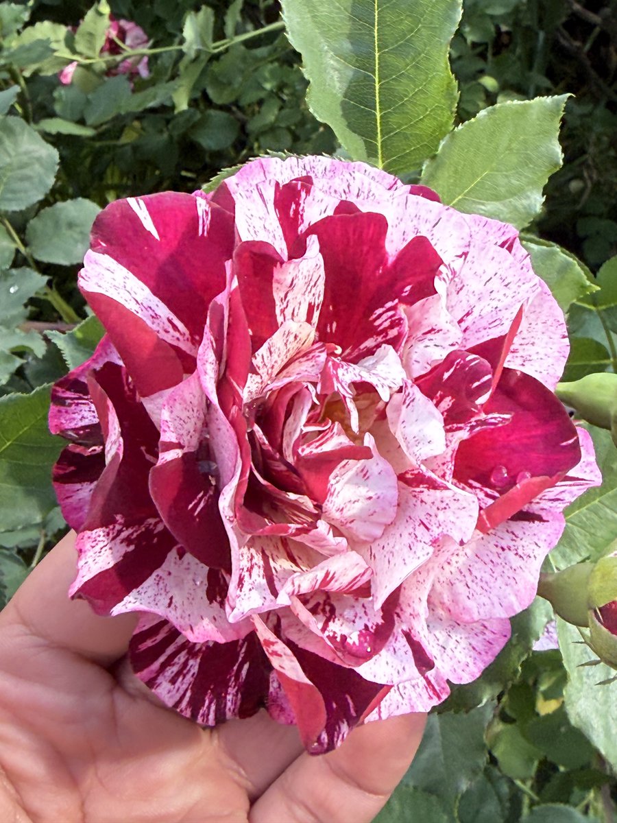TheFlowerShow's tweet photo. Don’t mind me 🤭 just bragging 🤭 https://t.co/laqu2FeKLG
