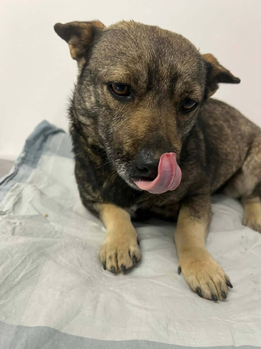 Treue Pfoten e.V.🐕🐩🐕🦺🦮 tweet media