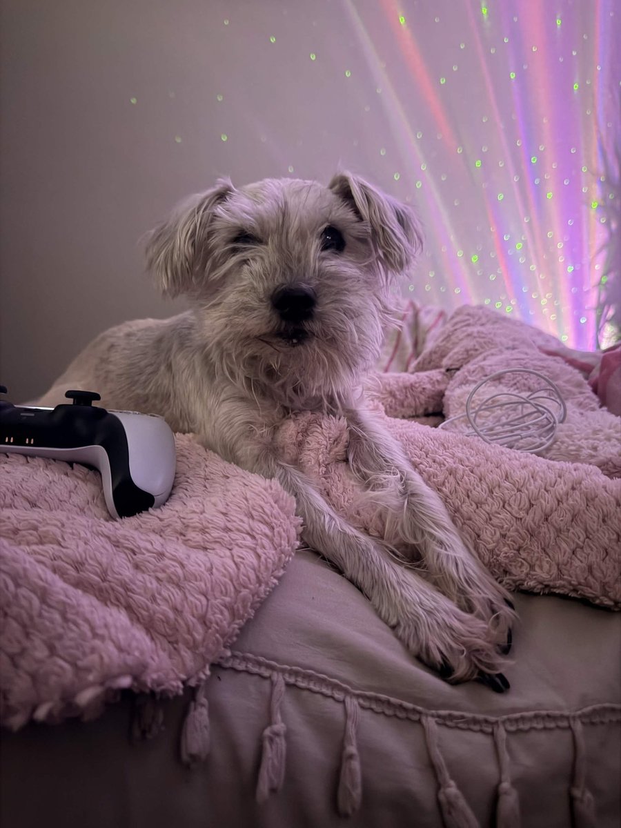 carvngs's tweet photo. we love you forever, little bear dog ❤️ https://t.co/CcZJgTvuAV