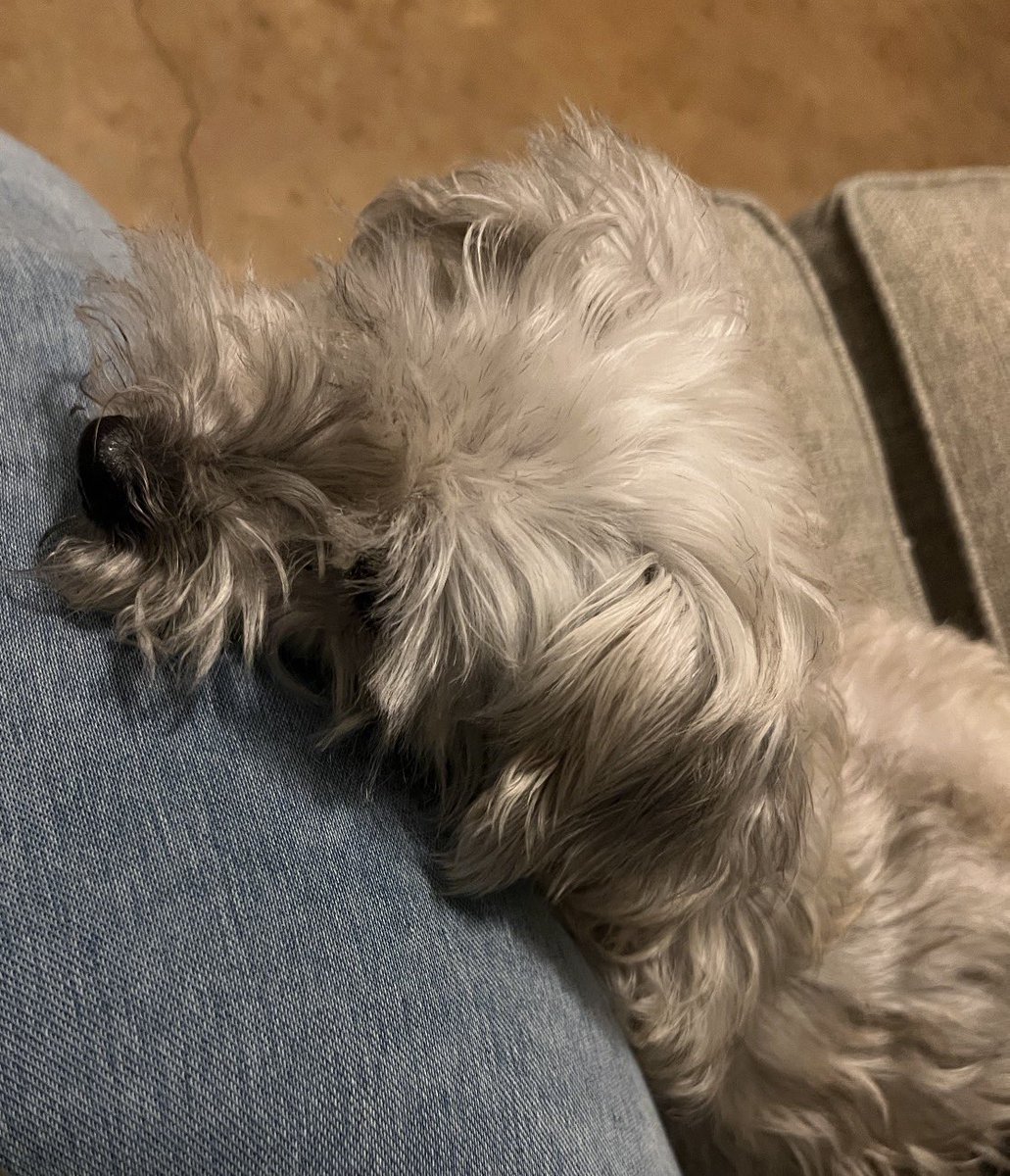carvngs's tweet photo. we love you forever, little bear dog ❤️ https://t.co/CcZJgTvuAV