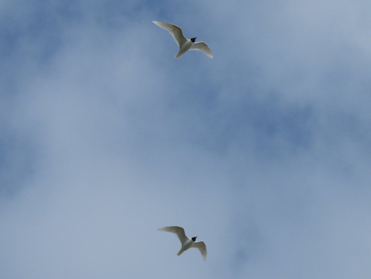 MarkClements27's tweet photo. 2 Med Gulls over West Runton this morning https://t.co/JfOqJkfcCn