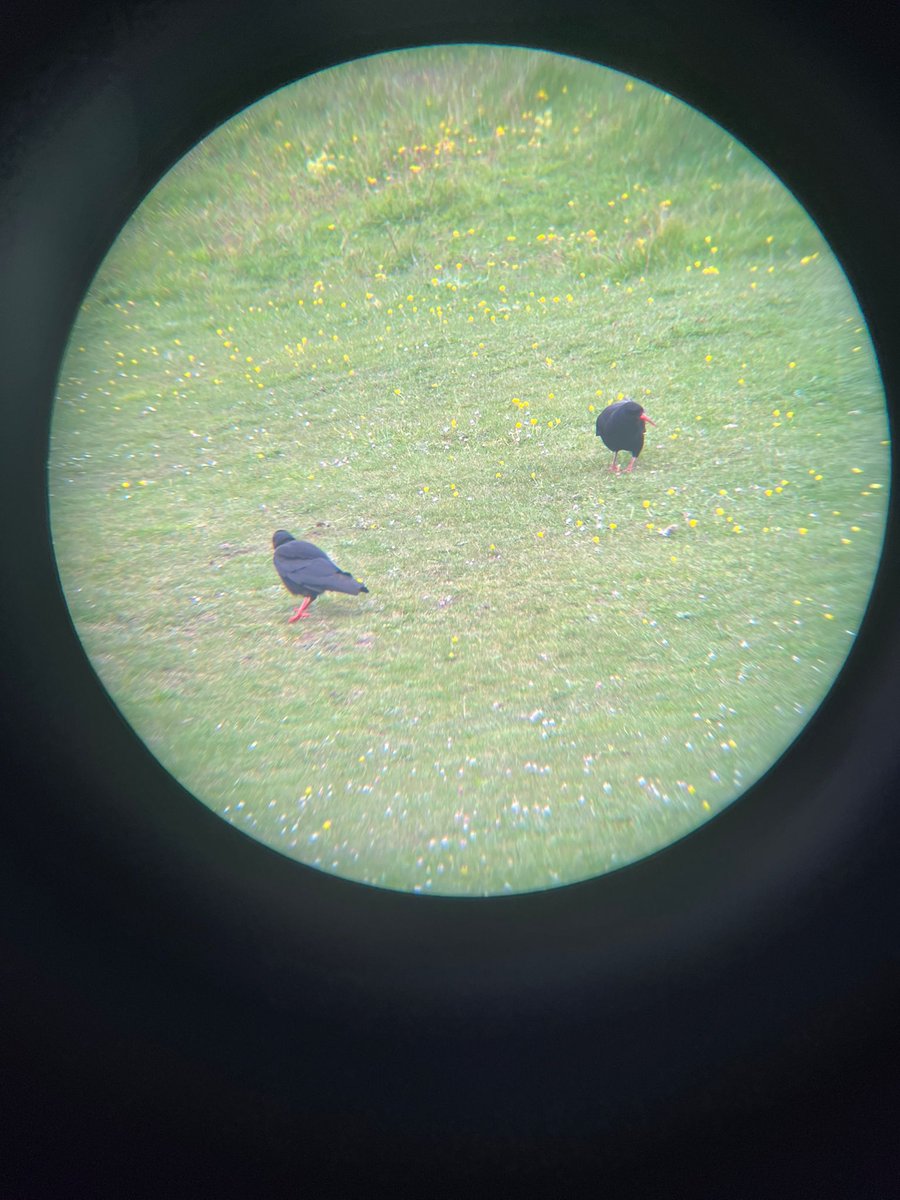 onside9's tweet photo. Choughs thru the bins, Cubert, Cornwall https://t.co/XDSd6WlTLC