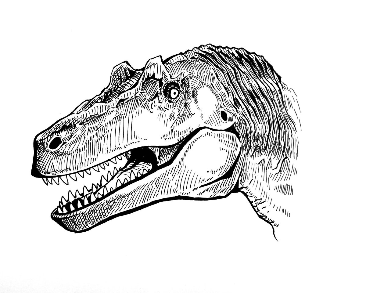 cocodrilo artista 🔞 🇻🇪 tweet media