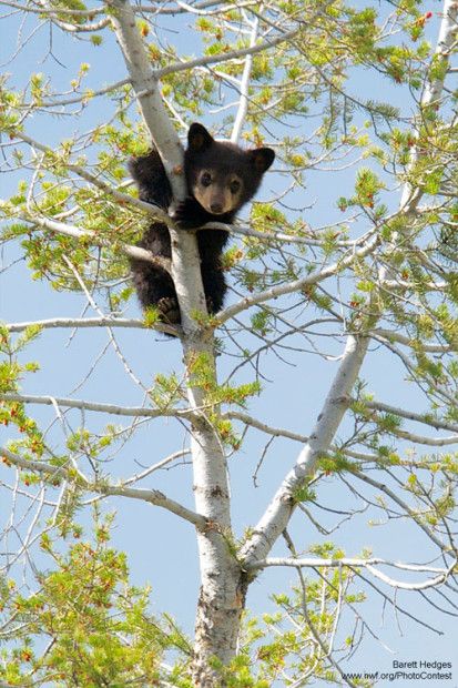 WILD_AMIMALS ✨NATURE✨ tweet media