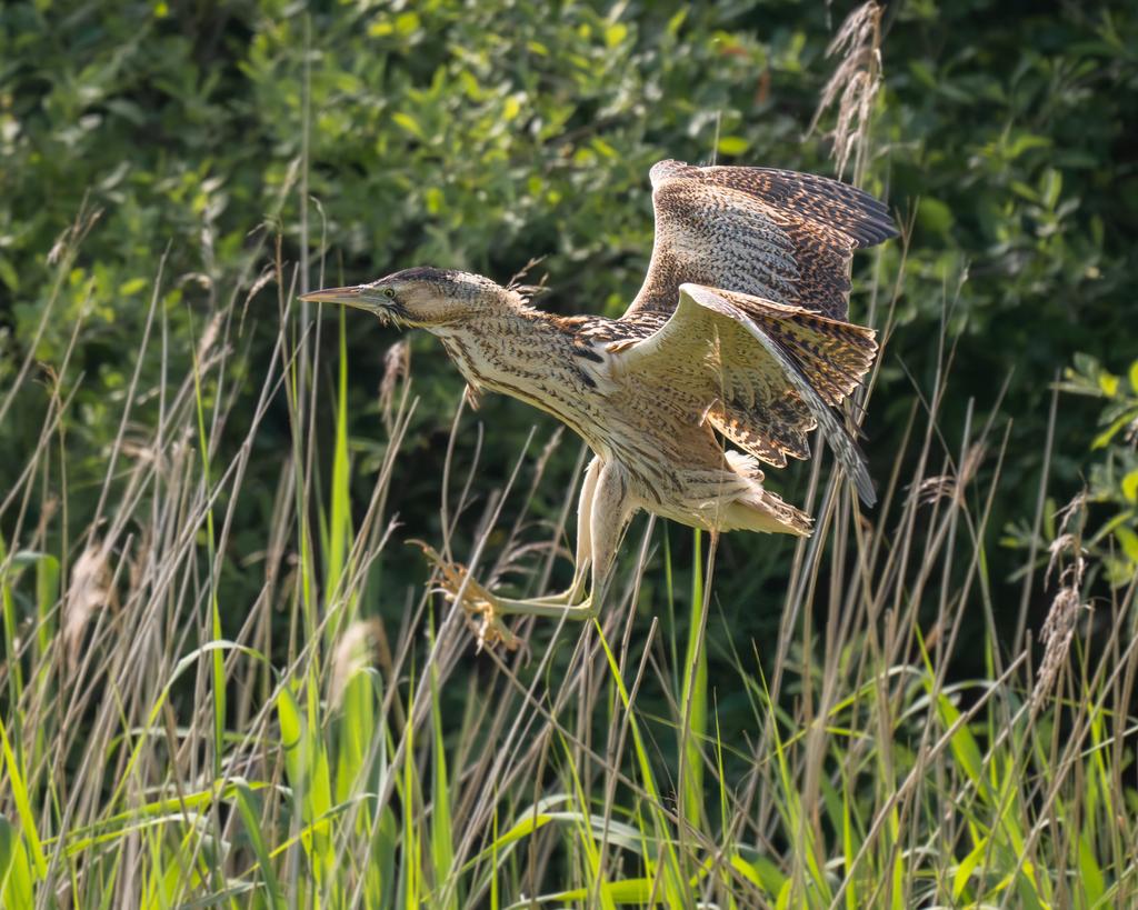 slippy1964's tweet photo. EURASIAN BITTERN 
Estuary tower, WWT Slimbridge 
@slimbridge_wild @WWTSlimbridge @ThePhotoHour @BBCSpringwatch @BirdGuides @WildlifeMag @waderquest https://t.co/co8LCWocVj