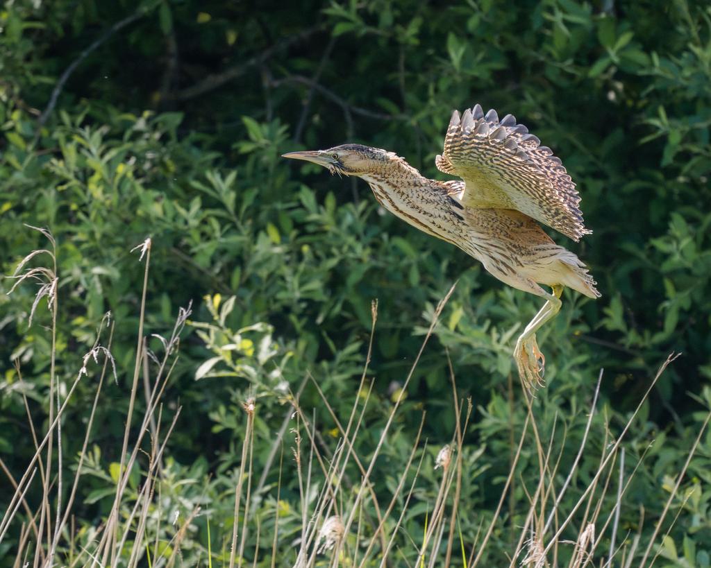 slippy1964's tweet photo. EURASIAN BITTERN 
Estuary tower, WWT Slimbridge 
@slimbridge_wild @WWTSlimbridge @ThePhotoHour @BBCSpringwatch @BirdGuides @WildlifeMag @waderquest https://t.co/co8LCWocVj