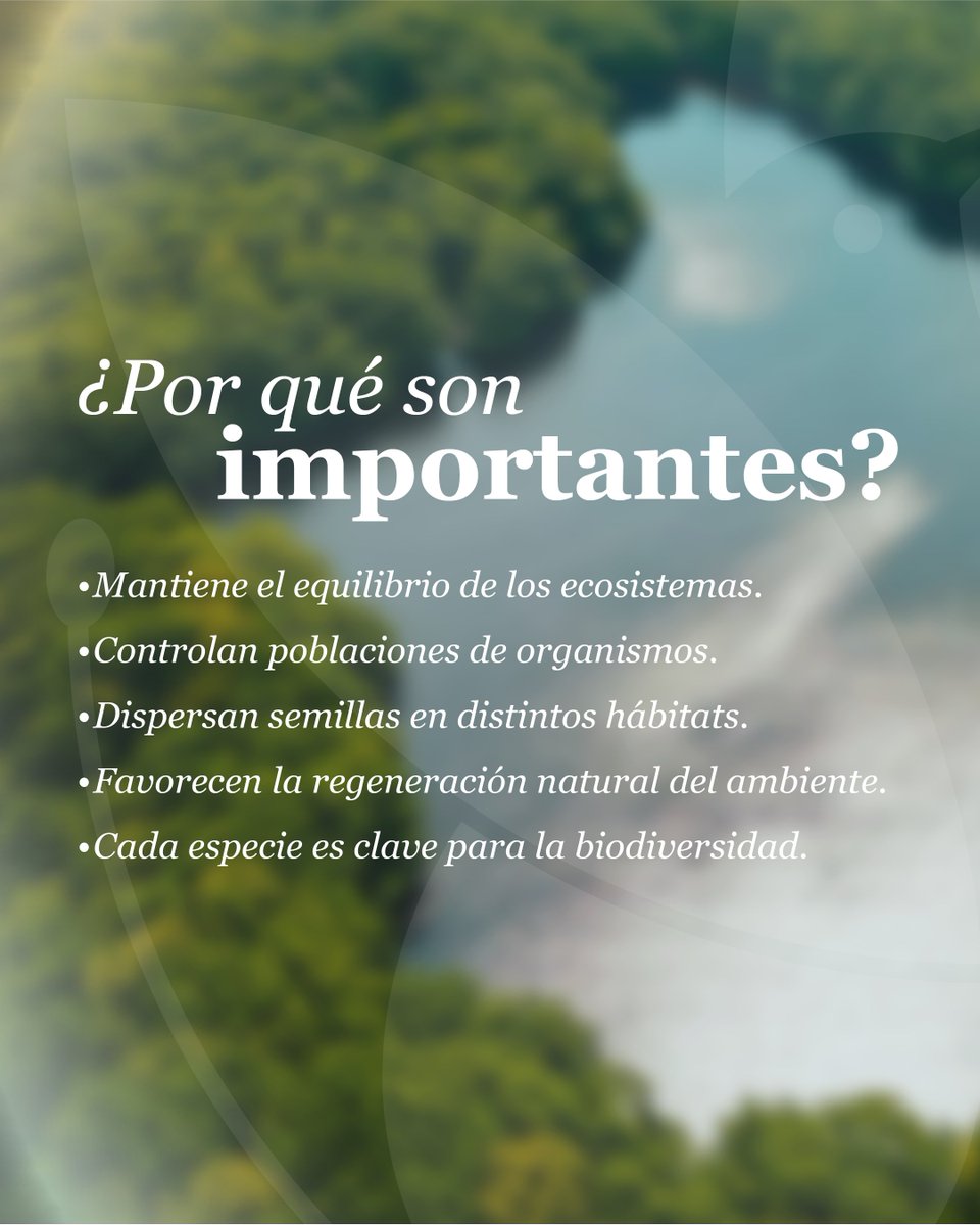 sernaHN's tweet photo. Las tortugas son clave para el equilibrio de los ecosistemas acuáticos y parte de la historia natural del planeta desde hace millones de años.

Protegerlas es conservar la biodiversidad y fortalecer una convivencia responsable con la fauna silvestre. 🐢🌿 https://t.co/TaQHtbjixs