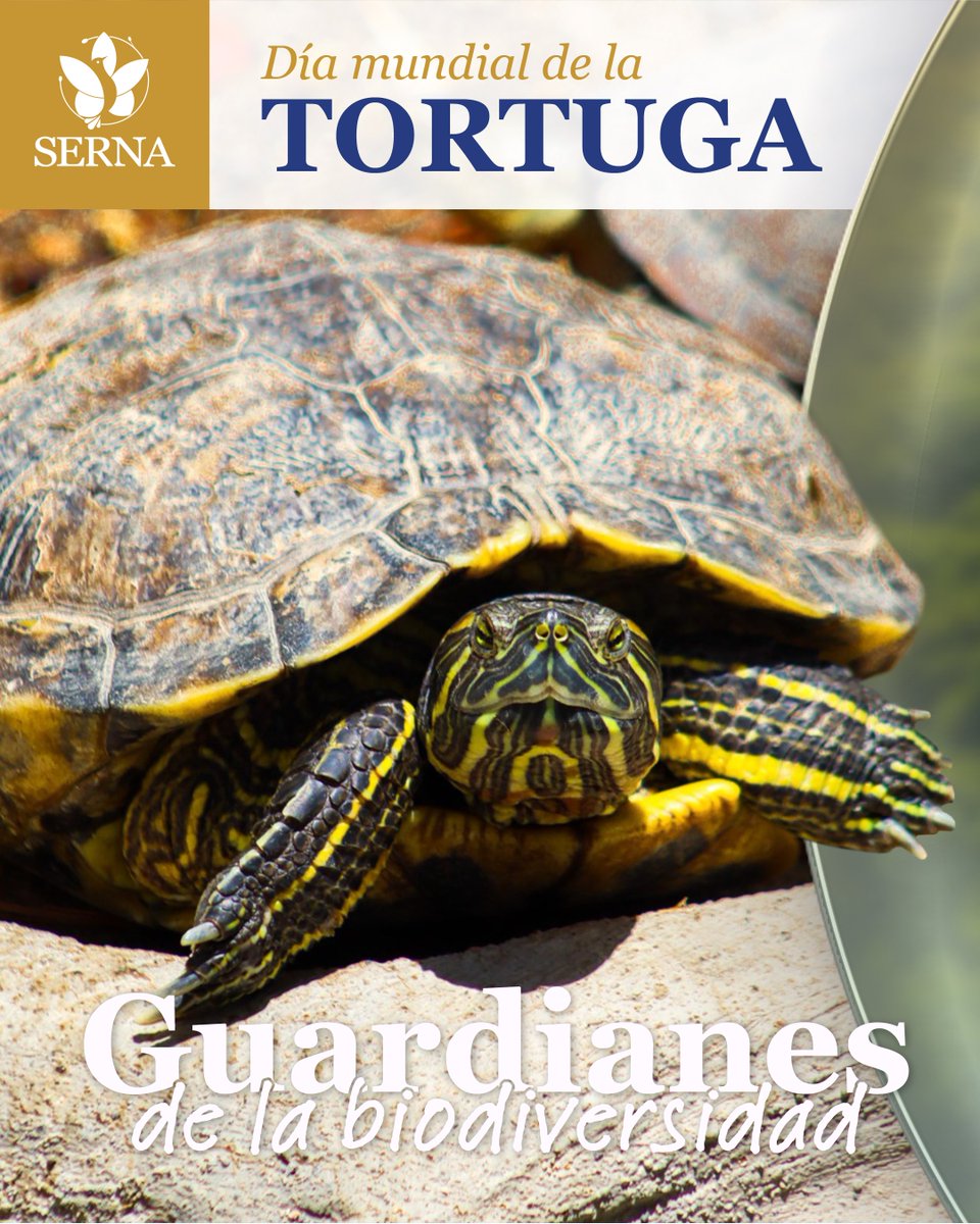 sernaHN's tweet photo. Las tortugas son clave para el equilibrio de los ecosistemas acuáticos y parte de la historia natural del planeta desde hace millones de años.

Protegerlas es conservar la biodiversidad y fortalecer una convivencia responsable con la fauna silvestre. 🐢🌿 https://t.co/TaQHtbjixs