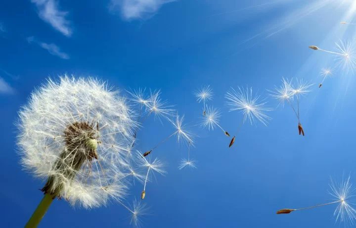 padreCorrado's tweet photo. Vento fortissimo che spinge a fare pasqua, lasciandosi trasportare via, oltre le proprie sicurezze, come semi di soffione per donare vita. #Pentecoste #vangelodioggi https://t.co/TdYlDQUh2i